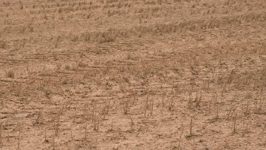 Field of Dead Crops Due to Drought on Rural Agricultural Farmland with Dry Ground Soil. Effect of No Rain on Landscape Due to Climate Change and Global Warming Weather Shifts.