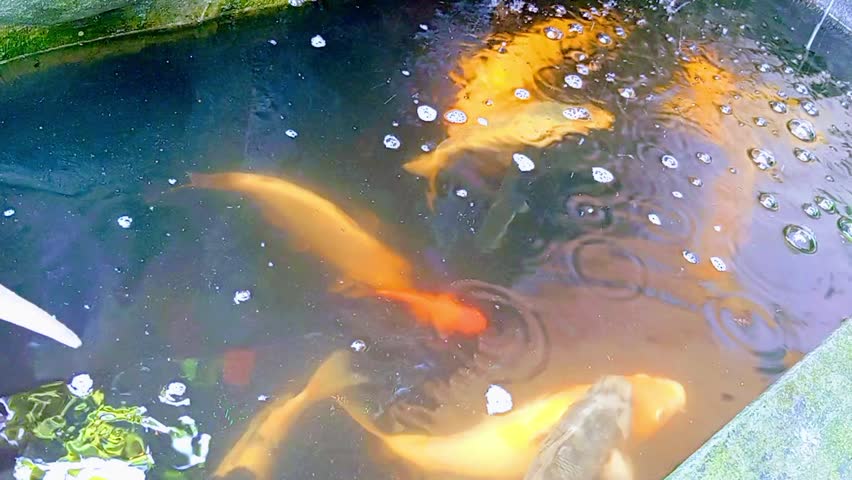 This is a view of fish swimming in a pond.