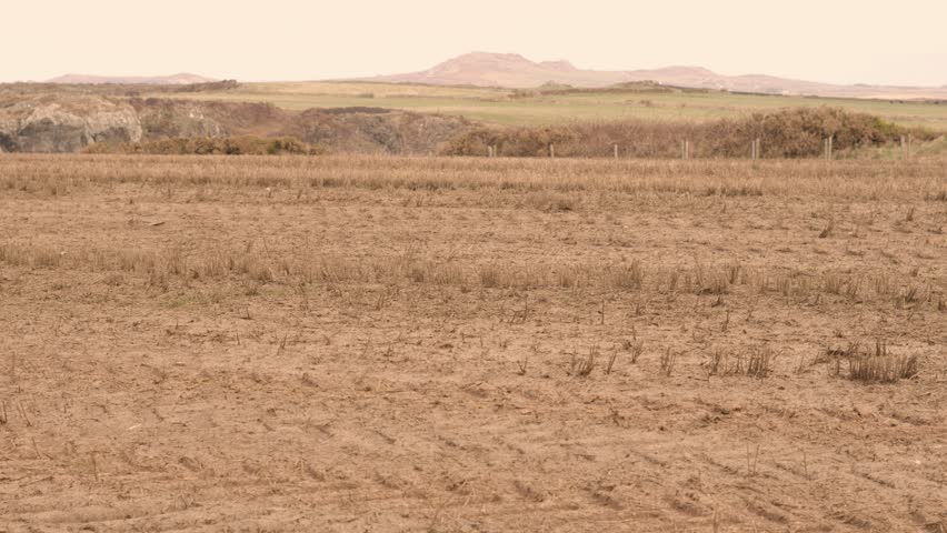 Pan Across Field of Dead Crops on Rural Agricultural Farmland with Dry Ground Soil Along Rocky Coastline. Effect of No Rain on Landscape Due to Climate Change and Global Warming Weather Shifts.