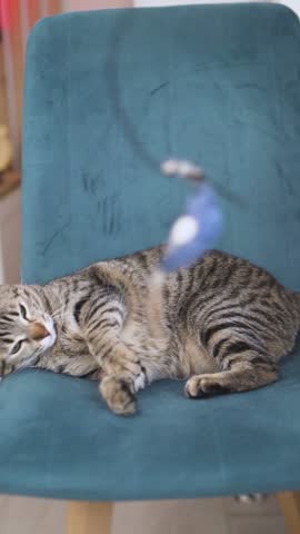  Cozy Cat Moments: UGC Lazy Cat Playing with Toys at Home vertical