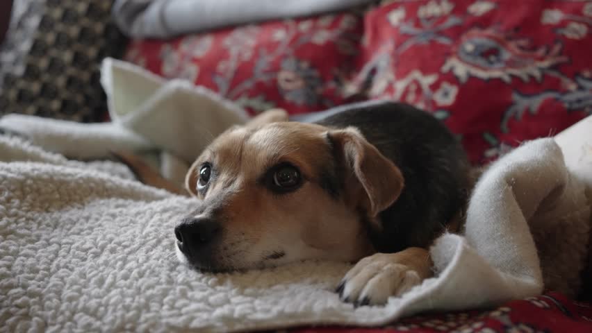 Small dog is lying on a sofa