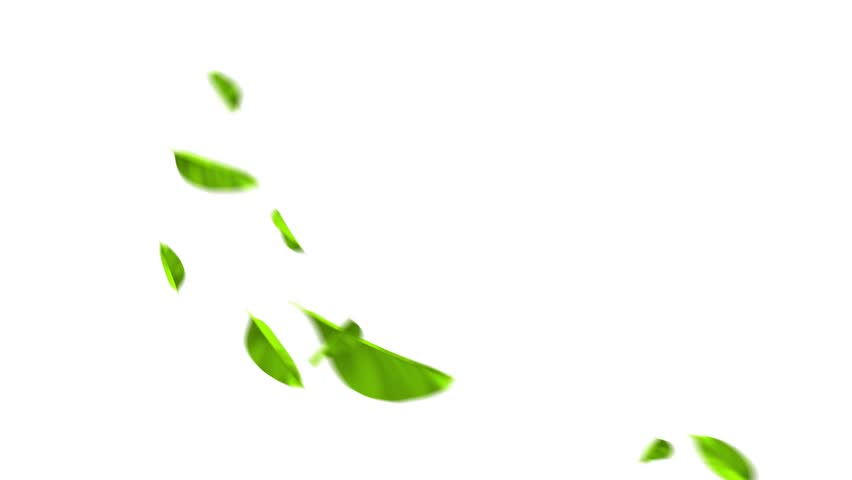 Flying green leaves in the air. Fresh aroma. Green tea leaf on white background. 
