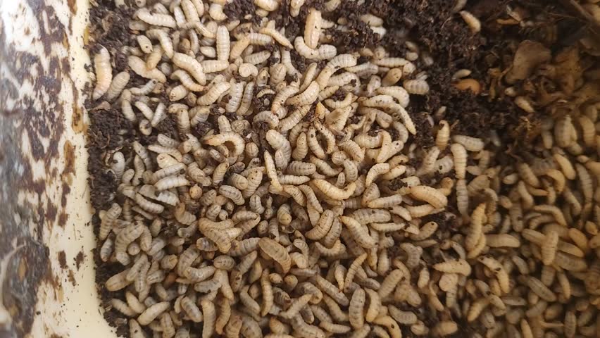 Black soldier fly larvae or maggots are fly larvae on the farm in a white plastic container