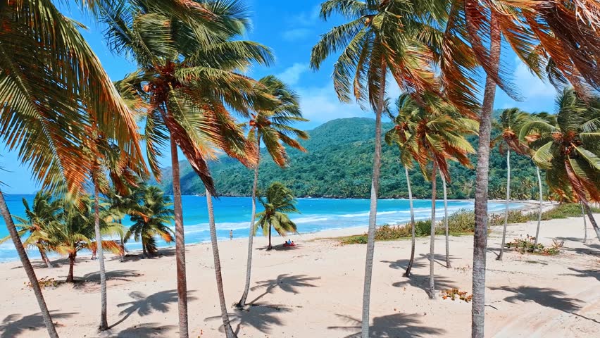 Sunny summer seascape of a beach with palm trees in Haiti. Clear blue sea and white sand. Tropical paradise beach background. Tall palm trees on the Caribbean coast.