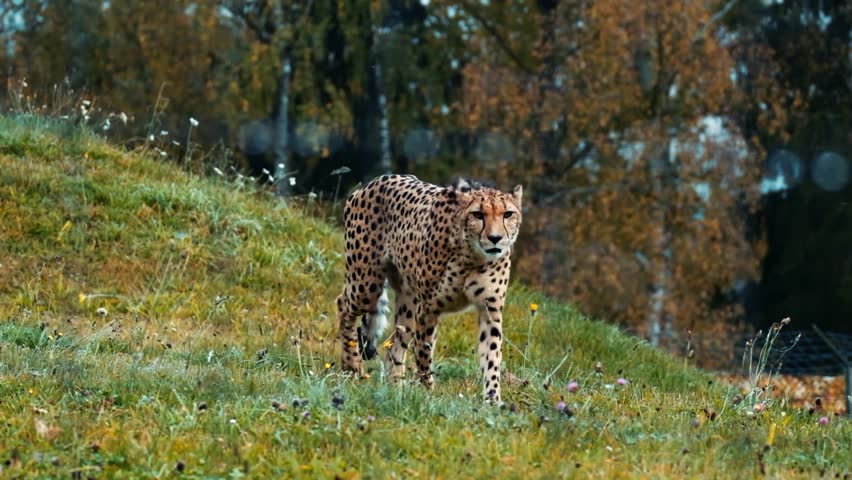 Slow-motion shot of a lone cheetah gracefully moving through the savanna, highlighting its speed, agility, and powerful presence. Perfect for wildlife, safari, and nature content. - Powered by Shutterstock - Get 15% off with code: PIKWIZARD15