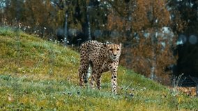Slow-motion shot of a lone cheetah gracefully moving through the savanna, highlighting its speed, agility, and powerful presence. Perfect for wildlife, safari, and nature content. - Powered by Shutterstock - Get 15% off with code: PIKWIZARD15