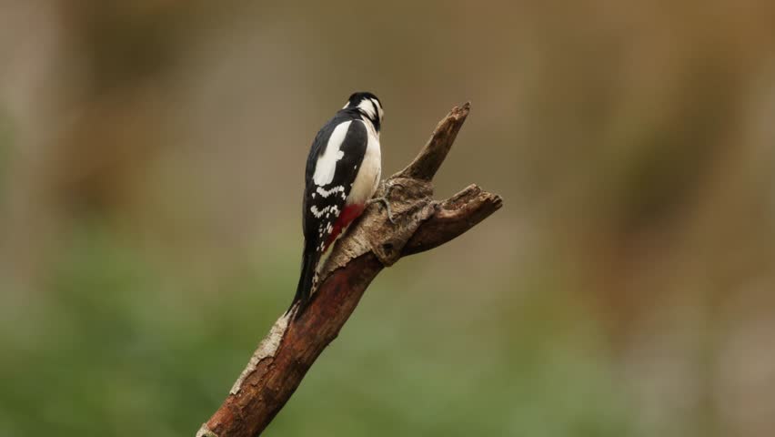 Great spotted woodpecker bird flies away from tree branch, close pan