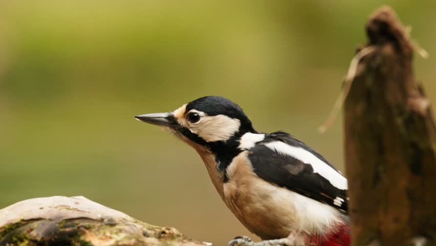 Close-up pan of great spotted woodpecker sitting on tree branch, shallow DOF