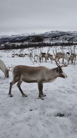 A group of reindeer grazes on a snowy Arctic landscape, with a stunning backdrop of snow-capped mountains and a calm fjord. essence of Arctic wildlife.