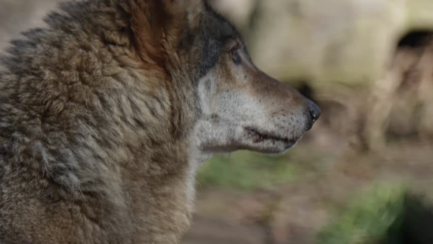 A wolf moves cautiously through the late winter terrain, its fur blending with the dry landscape. Filmed with a telephoto lens in slow motion.