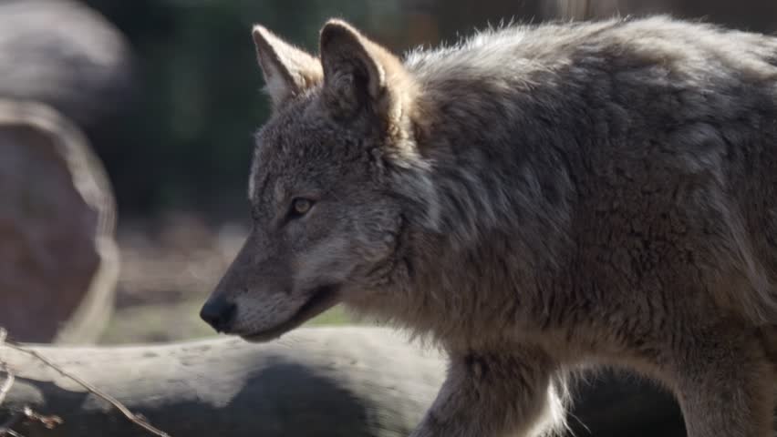 A lone wolf patrols its territory in the early morning light. The winter landscape lacks greenery, making the animal blend into its surroundings.