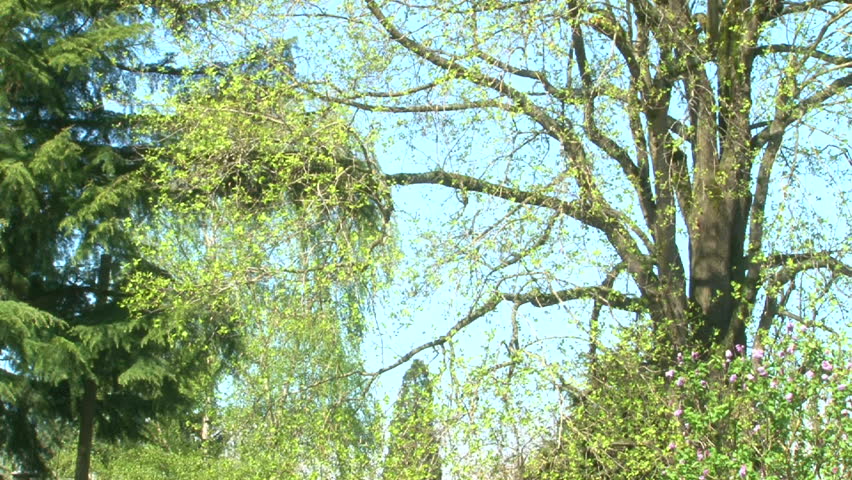 Wind Blowing Through Trees Sound Effect Free Download