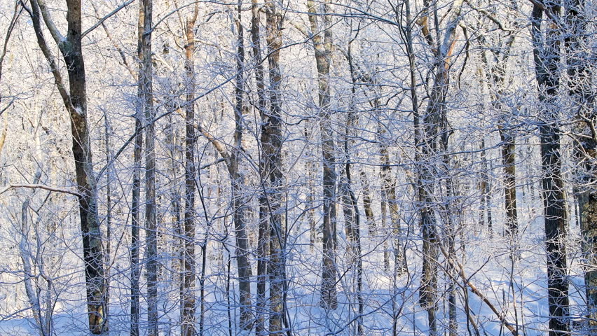 Winter snow forest with oak trees covered in ice, fairy tale sunny sunlight cold weather in Wintergreen ski resort of Virginia