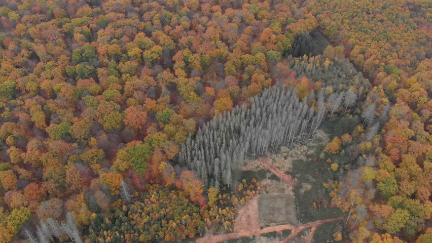 Aerial View Of Vibrant Autumn Forest Under Overcast Skies, Showcasing A Serene Landscape With Rich Fall Colors And Dense Tree Canopy, Capturing The Tranquil Beauty Of Nature In Cloudy Weather.

