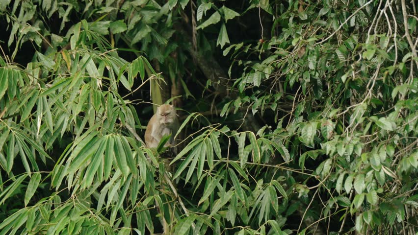 Long-tailed Macaque Monkey At The Jungle Of Khao Sok National Park In Thailand. Close-up Shot