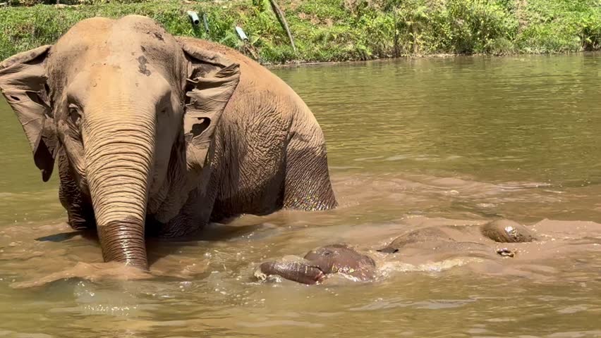 Baby elephant swimming in the pool 