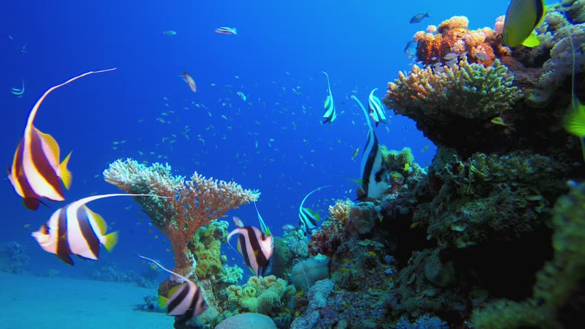 Coral Reef Fish Scene. Blue turquoise sea water waves. Colourful tropical coral reefs. Blue water background. Colourful underwater ambience.