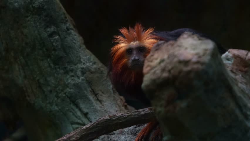 A Golden-headed lion tamarin (Leontopithecus chrysomelas) with striking bright orange mane, wondering around the surroundings, close up shot of an endangered species endemic to Brazil.