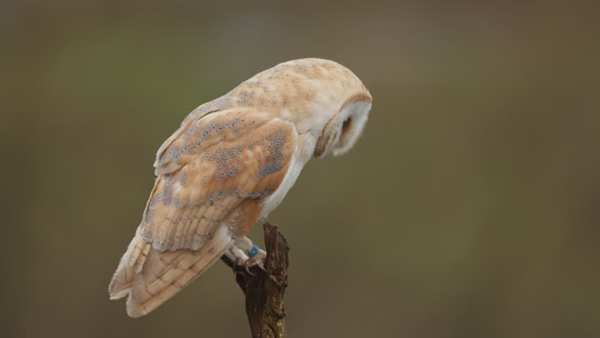 Barn owl perched on a branch, tilting heart shaped face scanning surroundings, full body sideview as it launches into air flying away, blurred background, slow motion
