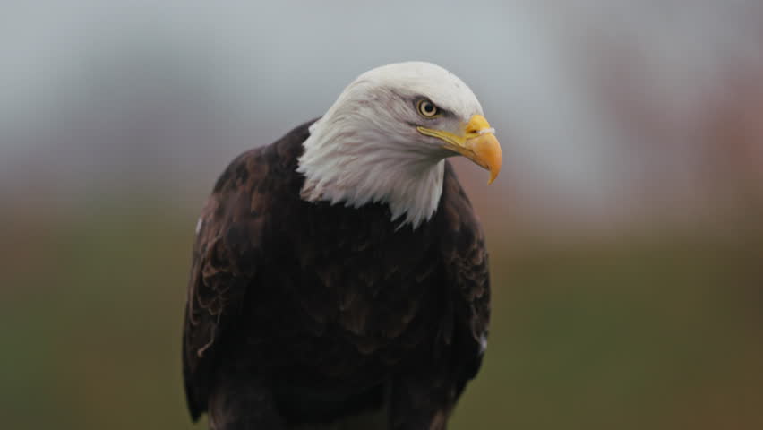 Frontal view of squawking majestic bald eagle Haliaeetus leucocephalus