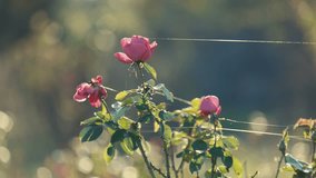 A delicate pink roses in soft sunlight surrounded by leaves and thin cobwebs. The background features a dreamy bokeh effect with warm, blurred colors, creating a peaceful, romantic atmosphere. - Powered by Shutterstock - Get 15% off with code: PIKWIZARD15