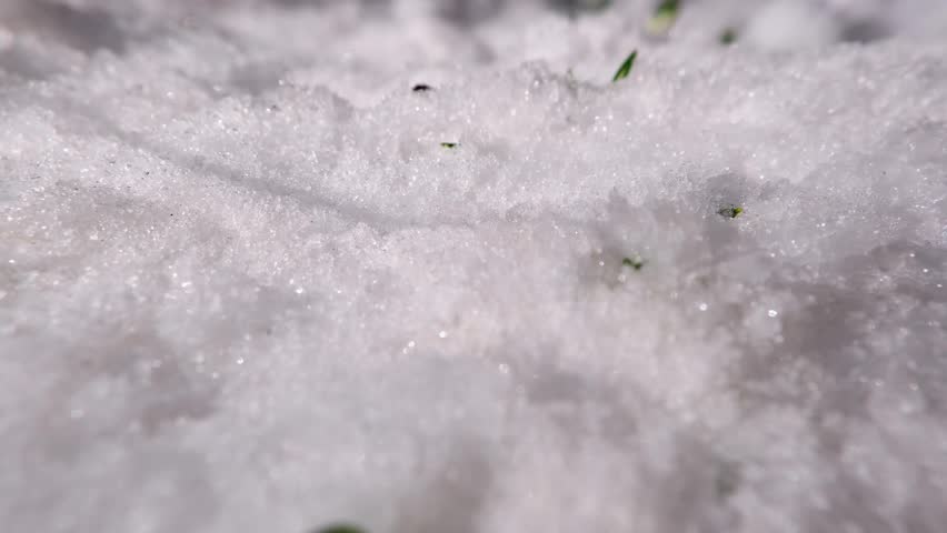 Closeup of snowdrop flowers in fast melting snow in spring morning time lapse