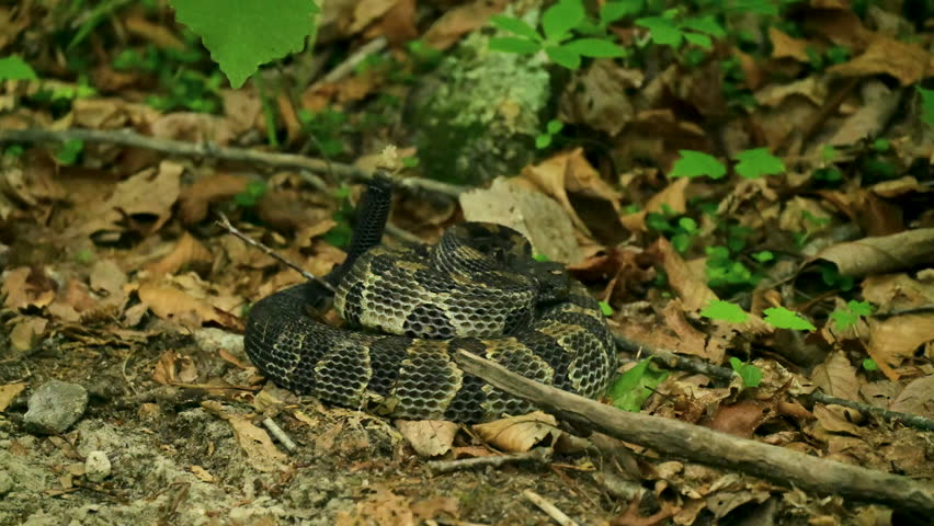 Close up of Rattlensake Alerting Others to Its Presence in Shenandoh National Park