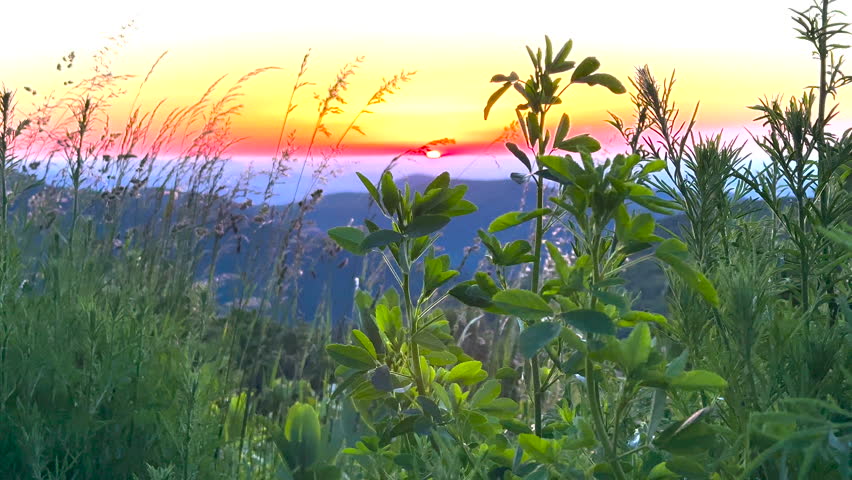 Foliage Sways in Front of Sunset in Shenandoah Mountains