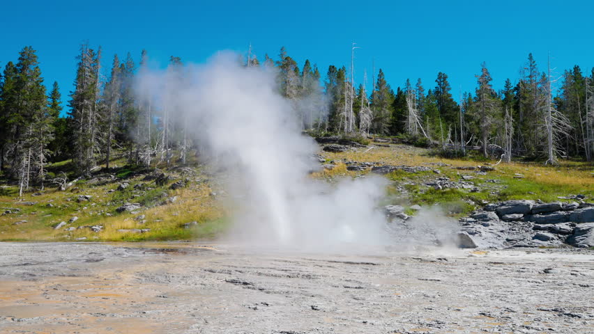 A steaming geyser erupts in Yellowstone, surrounded by towering trees, with a clear blue summer sky above, showcasing the park