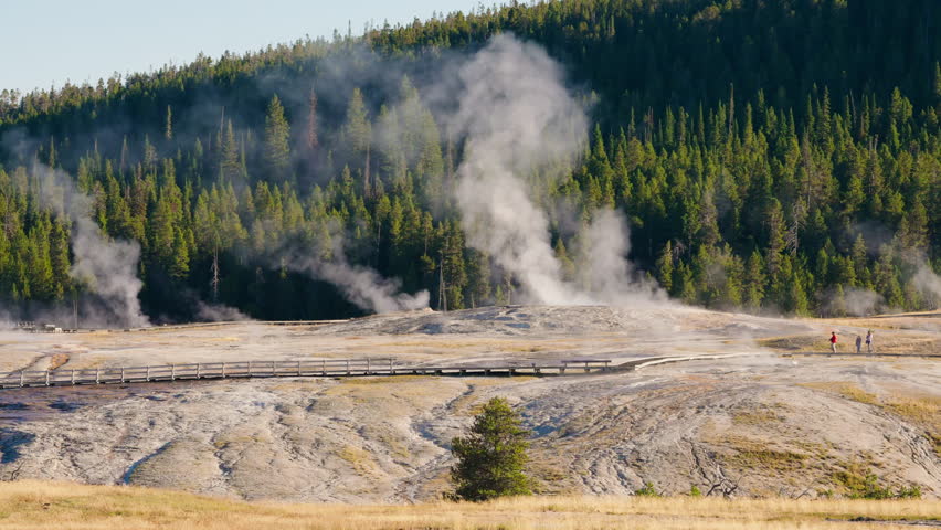 Steaming geysers and dense forests bathe in the soft morning light of Yellowstone, creating a tranquil and picturesque geothermal landscape.