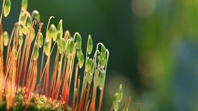 Macro shot of moss sporophytes in sunlight. A close-up view of delicate moss sporophytes with thin red stalks and green capsules, bathed in warm sunlight against a blurred green background.  

 - Powered by Shutterstock - Get 15% off with code: PIKWIZARD15