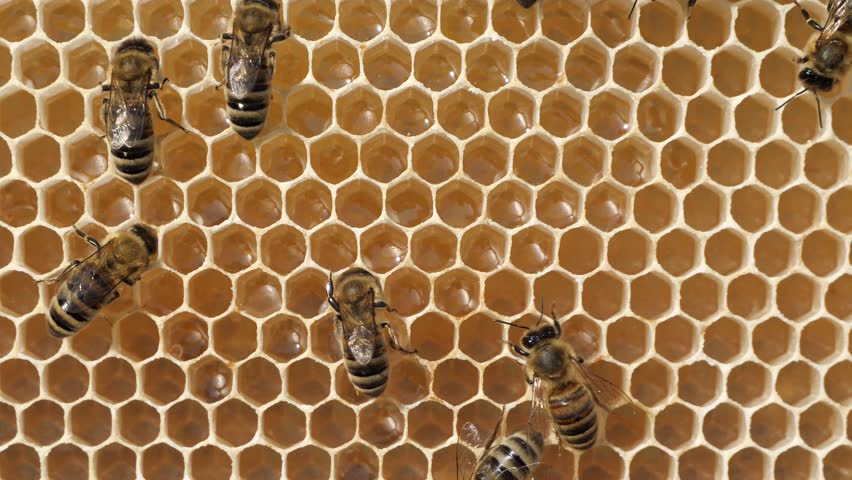 Active work of bees during honey collection. Inside the hive, the bees create a honeycomb of wax and convert the nectar into honey. 