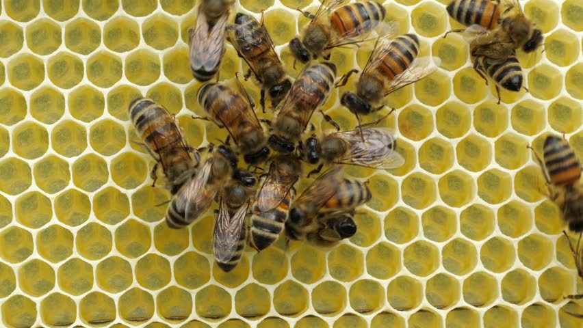 The work of bees in the hive in spring. Bees create wax honeycombs and convert nectar into honey.