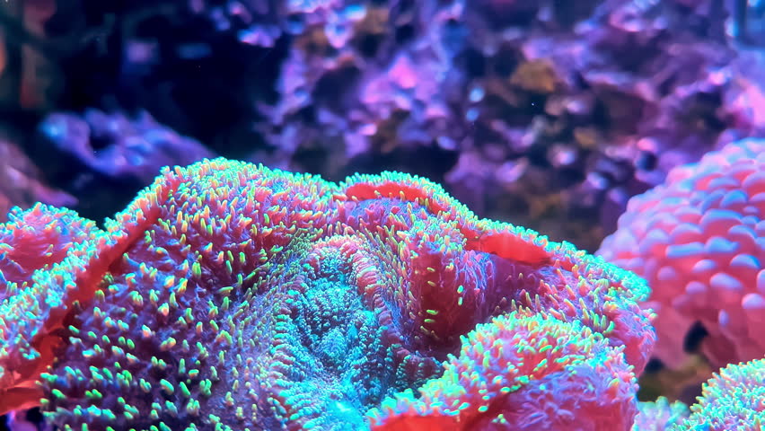 Vibrant rainbow carpet anemone Stichodactyla or Mertens