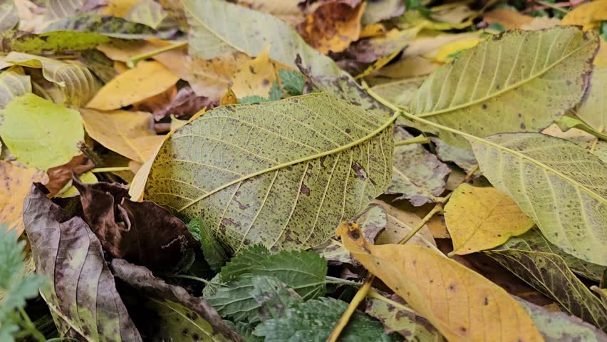 Fall Foliage Peak Falling Autumn Leaves from Trees on Ground Leaf Changing Vibrant Colors