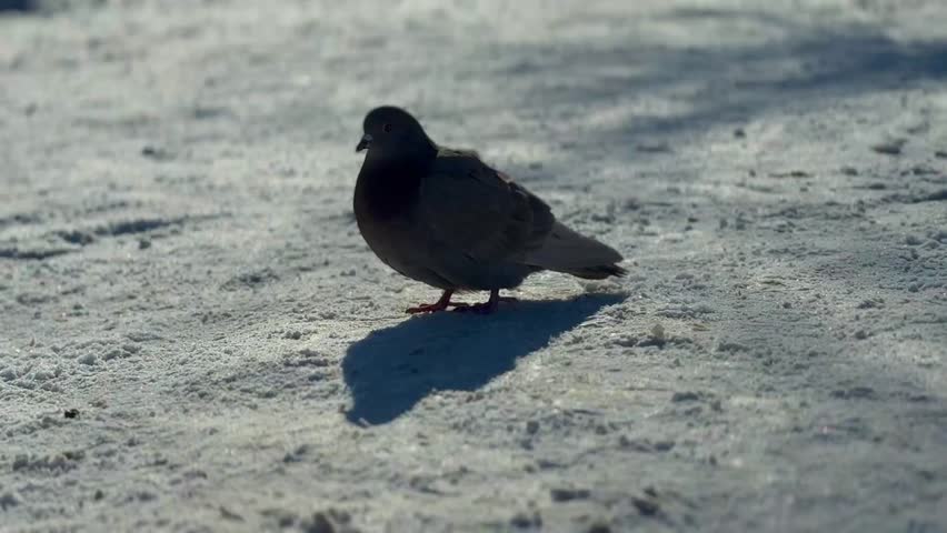 one pigeon walks on the snow on a sunny day in winter in the park