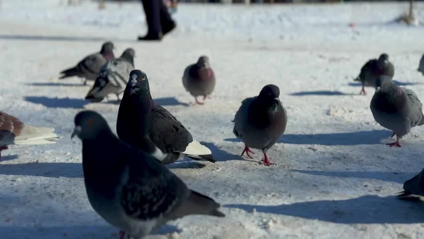 a group of pigeons walking on snow on a sunny day in winter