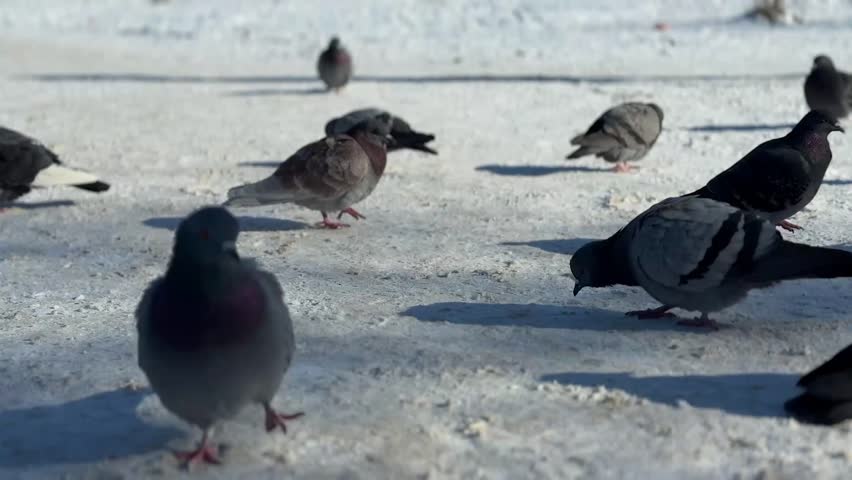 a group of pigeons walking on snow on a sunny day in winter