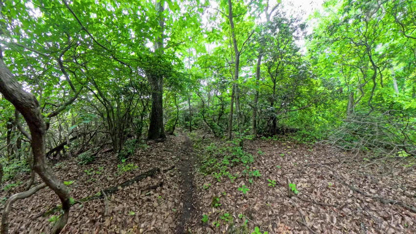 Walking through High Elevation Forest of Gnarly Trees in Shenandoah National Park