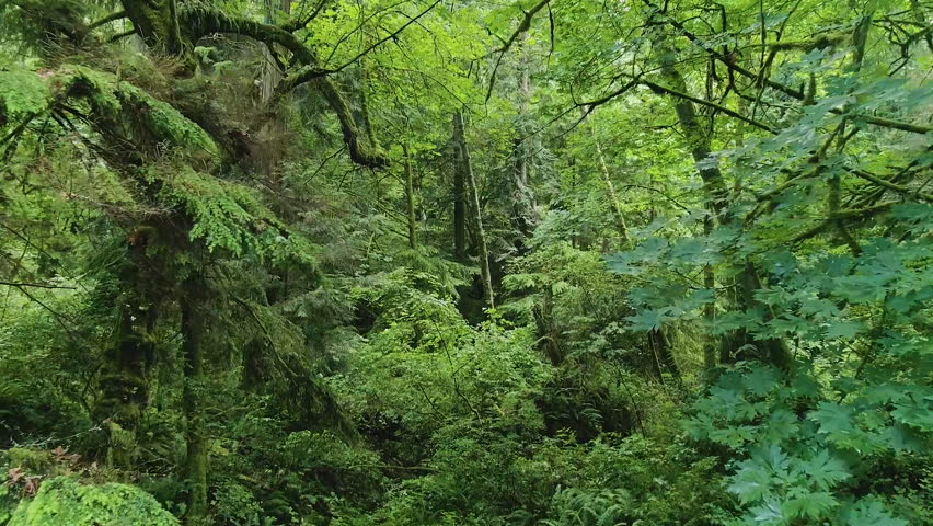Schmitz Preserve Park, Pacific Northwest Forest, Seattle, Washington, USA