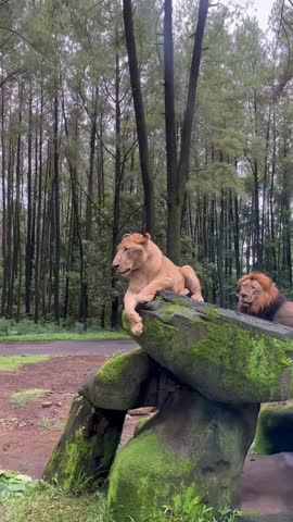 Deep in the forest, majestic wild beasts roam free. A sleek tiger stalks its prey, while monkeys swing through the trees and vibrant birds take flight. This lush wilderness is home to a diverse array 