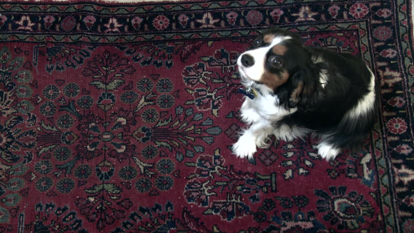 Sitting dog looks at camera, then lays down on rug.