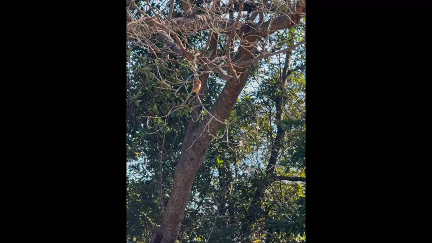 bull headed shrike in a forest