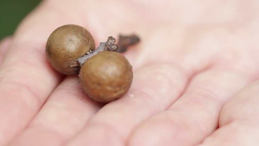Oak galls created by young wasp larvae from chewed up leaves. Shot with a macro