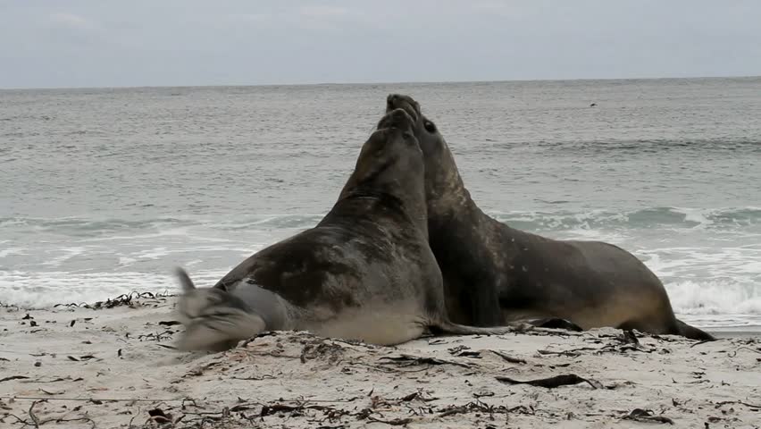 Southern Elephant Seals alre fighting