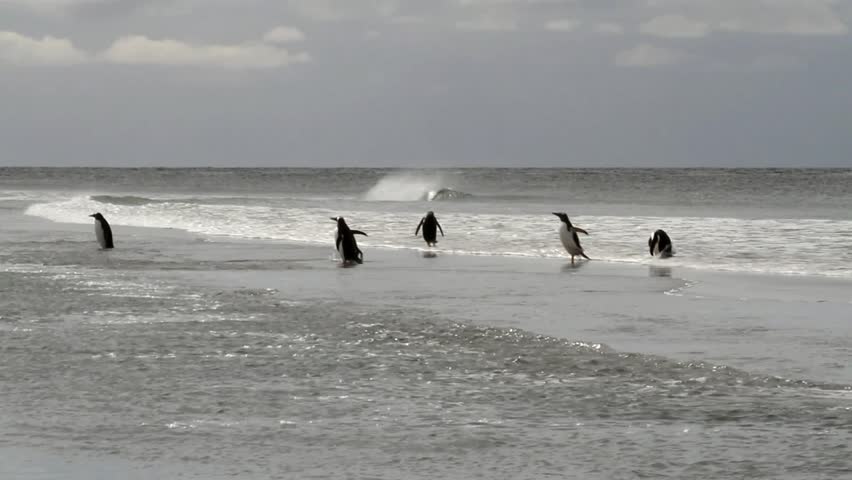 Gentoo penguins swimming in the ocean