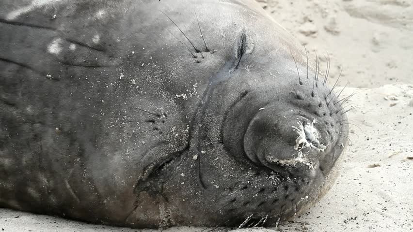 Southern Elephant Seal is sleeping