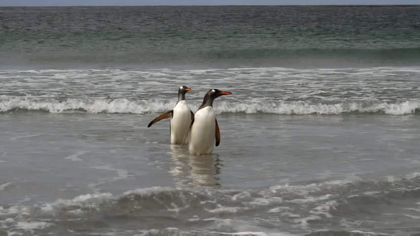 Gentoo penguins  swimming in the ocean