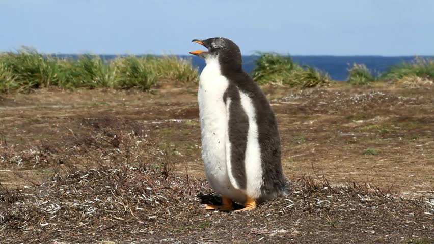 Young Gentoo penguin crying