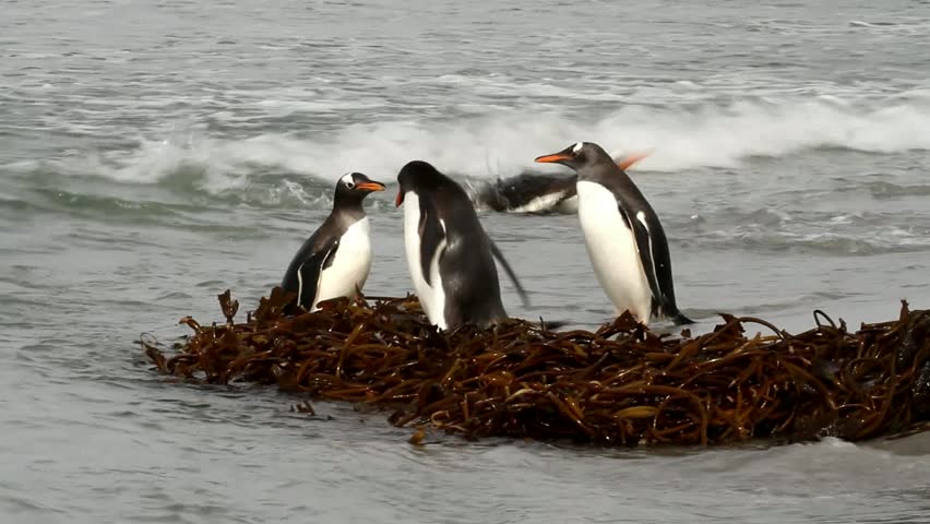 Gentoo penguins swimming and teasing